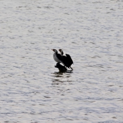 Microcarbo melanoleucos (Little Pied Cormorant) at Wallagoot, NSW - 26 Jul 2019 by RossMannell