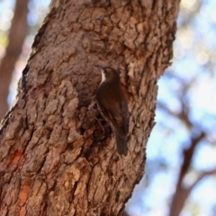 Cormobates leucophaea (White-throated Treecreeper) at Bournda, NSW - 31 Jul 2019 by RossMannell