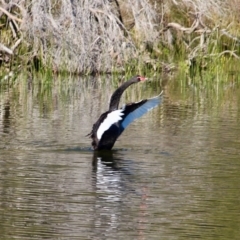 Cygnus atratus at Bournda, NSW - 14 Aug 2019 10:20 AM