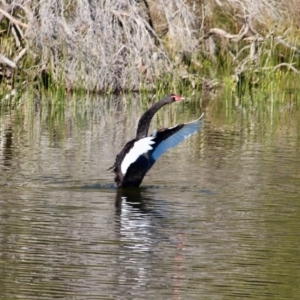Cygnus atratus at Bournda, NSW - 14 Aug 2019 10:20 AM