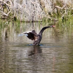 Cygnus atratus at Bournda, NSW - 14 Aug 2019 10:20 AM