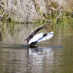 Cygnus atratus at Bournda, NSW - 14 Aug 2019 10:20 AM