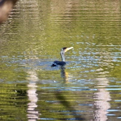 Phalacrocorax carbo (Great Cormorant) at Bournda, NSW - 14 Aug 2019 by RossMannell