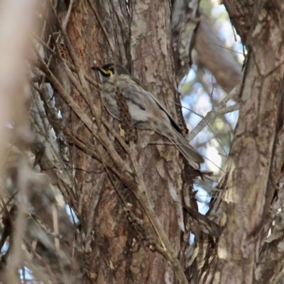 Caligavis chrysops (Yellow-faced Honeyeater) at Bournda, NSW - 14 Aug 2019 by RossMannell