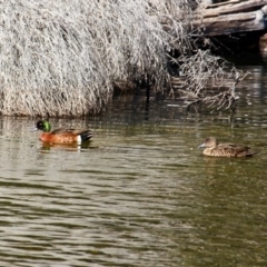 Anas castanea (Chestnut Teal) at Bournda, NSW - 27 Aug 2019 by RossMannell