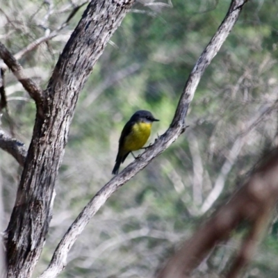 Eopsaltria australis (Eastern Yellow Robin) at Bournda, NSW - 28 Aug 2019 by RossMannell