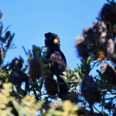 Zanda funerea (Yellow-tailed Black-Cockatoo) at Tura Beach, NSW - 28 Aug 2019 by RossMannell