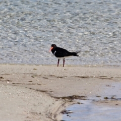 Haematopus longirostris (Australian Pied Oystercatcher) at Wallagoot, NSW - 2 Sep 2019 by RossMannell