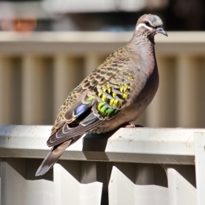 Phaps chalcoptera (Common Bronzewing) at Yellow Pinch, NSW - 7 Sep 2019 by RossMannell