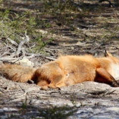 Vulpes vulpes (Red Fox) at Wallagoot, NSW - 2 Sep 2019 by RossMannell