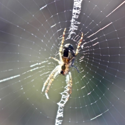 Unidentified Orb-weaving spider (several families) at Bournda, NSW - 24 Jul 2019 by RossMannell