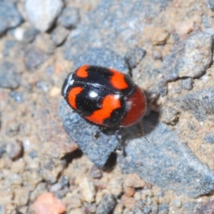 Ditropidus pulchellus at Nerriga, NSW - 23 Nov 2019