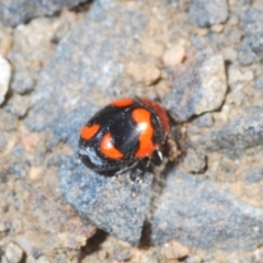 Ditropidus pulchellus at Nerriga, NSW - 23 Nov 2019