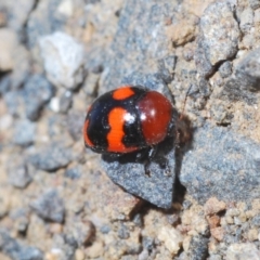 Ditropidus pulchellus at Nerriga, NSW - 23 Nov 2019