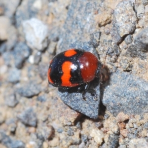 Ditropidus pulchellus at Nerriga, NSW - 23 Nov 2019