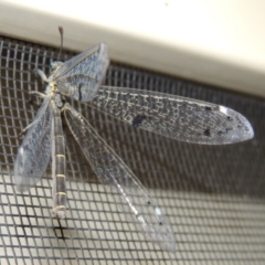 Bandidus canifrons (An Antlion Lacewing) at Conder, ACT - 19 Nov 2019 by MichaelBedingfield