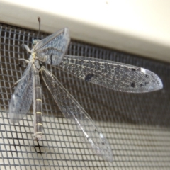 Bandidus canifrons (An Antlion Lacewing) at Conder, ACT - 19 Nov 2019 by michaelb