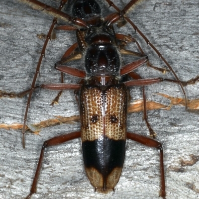 Phoracantha recurva (Yellow Phoracantha borer) at Ainslie, ACT - 20 Nov 2019 by jbromilow50