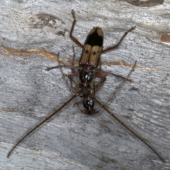 Phoracantha recurva at Ainslie, ACT - 20 Nov 2019