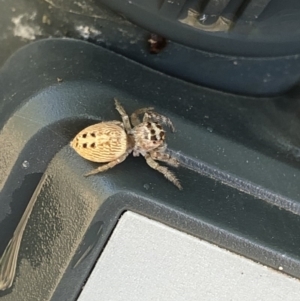 Opisthoncus grassator at Aranda, ACT - 27 Nov 2019