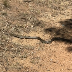 Pseudonaja textilis (Eastern Brown Snake) at Mount Rogers - 26 Nov 2019 by IanPollard
