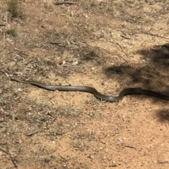 Pseudonaja textilis (Eastern Brown Snake) at Mount Rogers - 27 Nov 2019 by IanPollard
