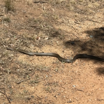 Pseudonaja textilis (Eastern Brown Snake) at Mount Rogers - 26 Nov 2019 by IanPollard