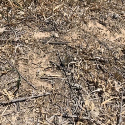 Synemon plana (Golden Sun Moth) at Throsby, ACT - 27 Nov 2019 by JasonC