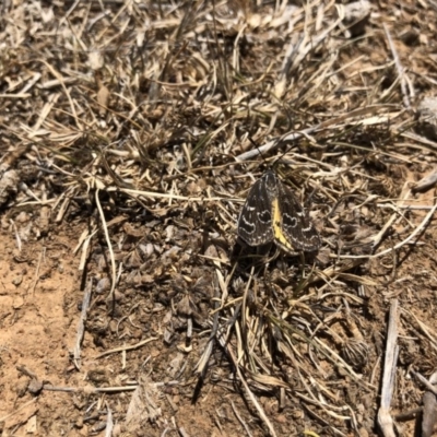 Synemon plana (Golden Sun Moth) at Gungahlin, ACT - 27 Nov 2019 by JasonC