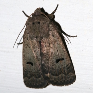 Proteuxoa hypochalchis at Ainslie, ACT - 24 Nov 2018