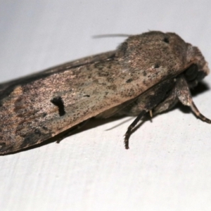 Proteuxoa hypochalchis at Ainslie, ACT - 24 Nov 2018 10:40 PM