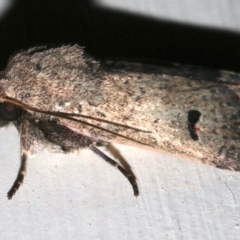 Proteuxoa hypochalchis at Ainslie, ACT - 24 Nov 2018 10:40 PM