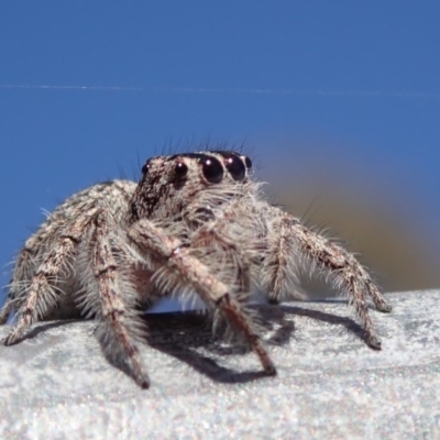 Clynotis severus (Stern Jumping Spider) at Spence, ACT - 27 Nov 2019 by Laserchemisty