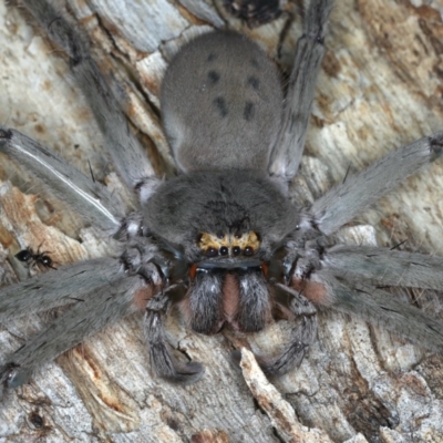 Typostola barbata (Giant Green Huntsman) at Ainslie, ACT - 20 Nov 2019 by jbromilow50