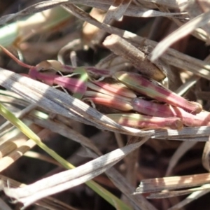 Oedaleus australis at Dunlop, ACT - 25 Nov 2019