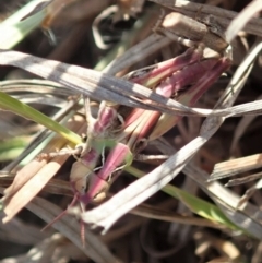 Oedaleus australis at Dunlop, ACT - 25 Nov 2019