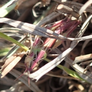 Oedaleus australis at Dunlop, ACT - 25 Nov 2019