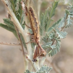 Mantispidae (family) (Unidentified mantisfly) at Aranda Bushland - 26 Nov 2019 by CathB