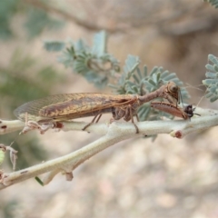 Mantispidae (family) at Dunlop, ACT - 26 Nov 2019 11:35 AM