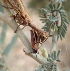 Mantispidae (family) at Dunlop, ACT - 26 Nov 2019 11:35 AM