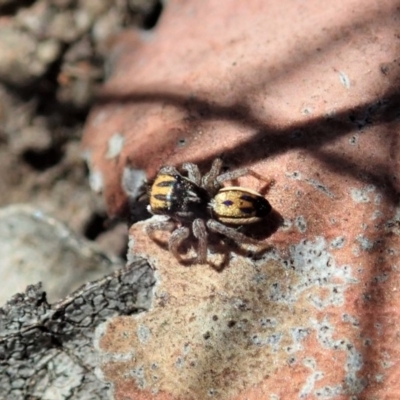 Maratus purcellae (Purcell's peacock spider) at Cook, ACT - 27 Nov 2019 by CathB