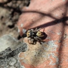 Maratus purcellae at Cook, ACT - 27 Nov 2019