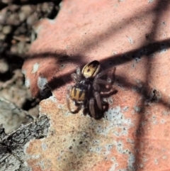 Maratus purcellae at Cook, ACT - 27 Nov 2019