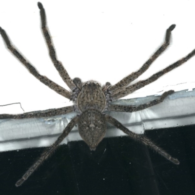 Isopedella cerussata at Ainslie, ACT - 20 Nov 2019 by jb2602