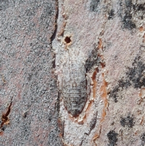 Stenocotis depressa at Cook, ACT - 27 Nov 2019