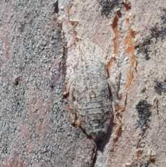 Stenocotis depressa at Cook, ACT - 27 Nov 2019 10:26 AM