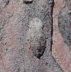 Stenocotis depressa at Cook, ACT - 27 Nov 2019 10:26 AM