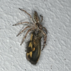 Helpis minitabunda (Threatening jumping spider) at Ainslie, ACT - 20 Nov 2019 by jb2602