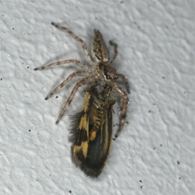 Helpis minitabunda (Threatening jumping spider) at Ainslie, ACT - 20 Nov 2019 by jbromilow50