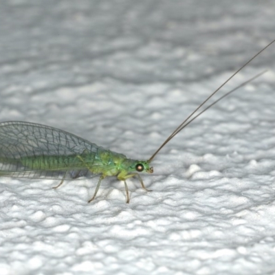 Mallada signatus (Green Lacewing) at Ainslie, ACT - 20 Nov 2019 by jbromilow50